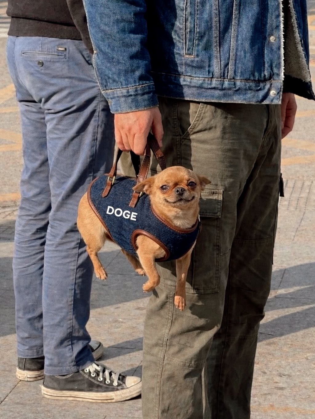 Doge the dog wearing his DOGE harness, serving his country